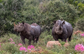 Black Rhino At Kariega